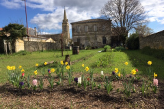 19-mars-2019-Reveil-en-couleur...massif-de-bulbes-en-fleurs-plantes-par-les-CP